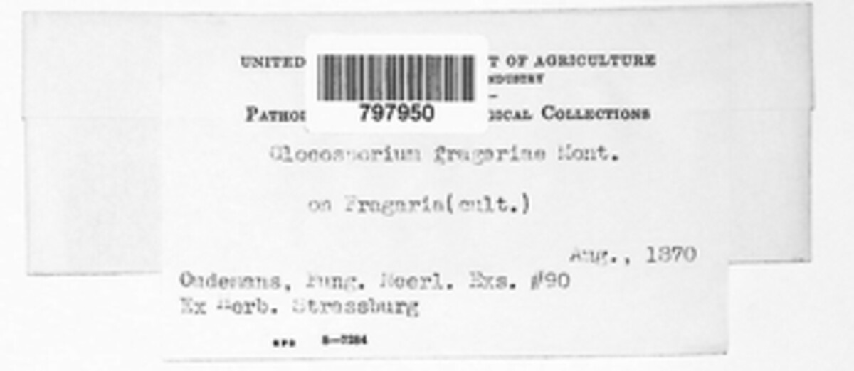 Gnomoniopsis comari image